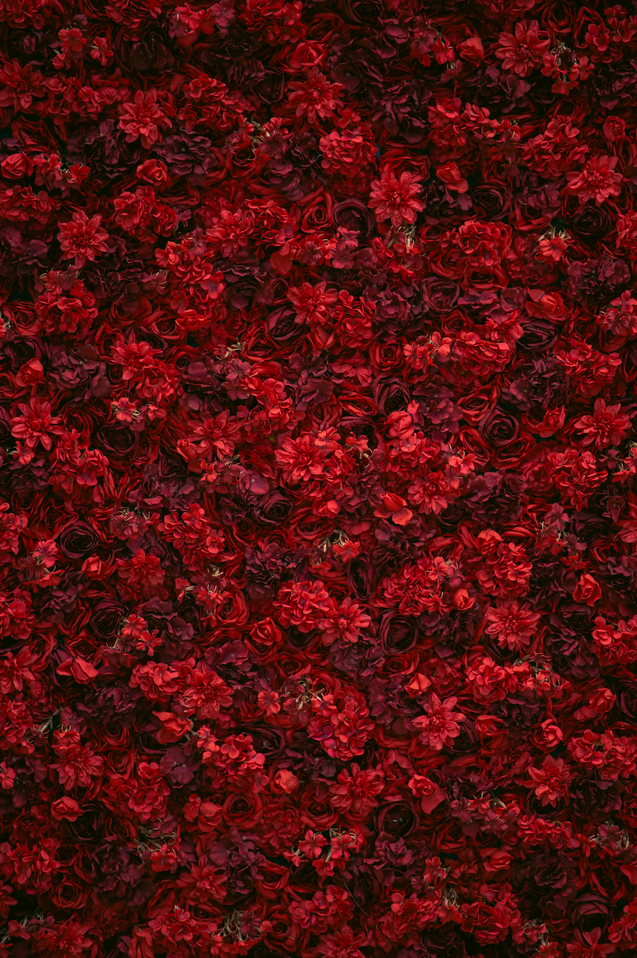 Composition dense de fleurs rouges et de feuillages sombres